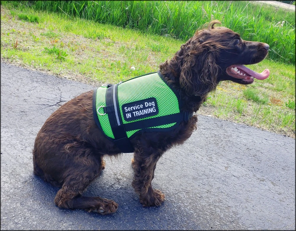Service Dog mesh vest with high cut shoulders