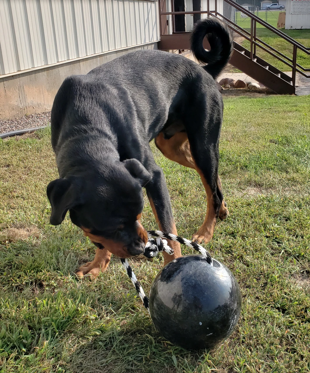 Heavy dog training ball for strength building