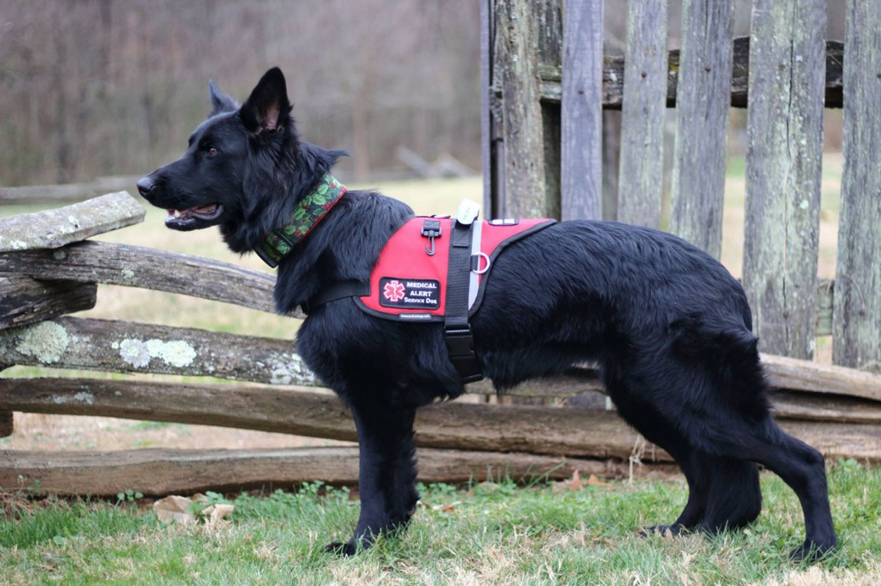 Active dog hot sale service vest