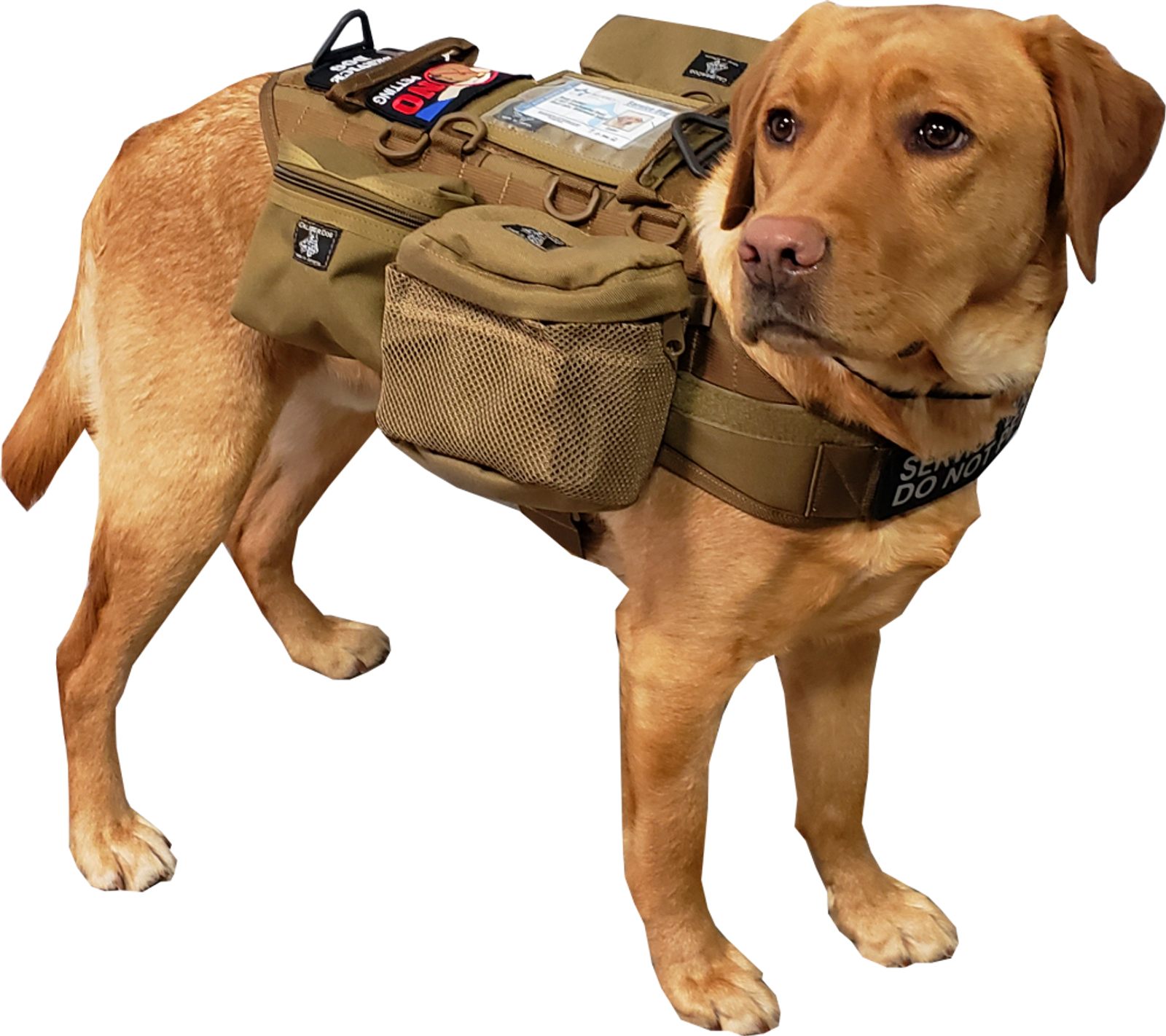 Military Molle Dachshund Tactical Vest | pettacticalharness