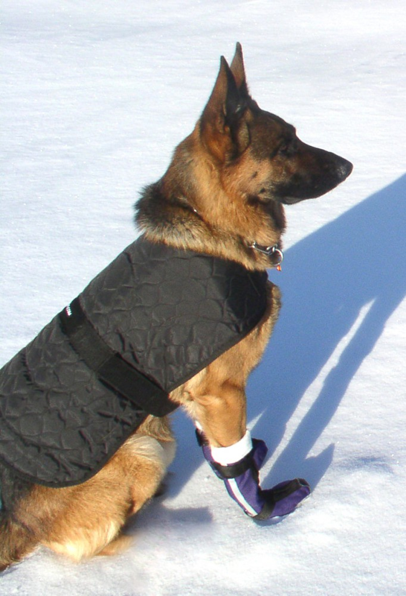 Tactical clearance dog booties