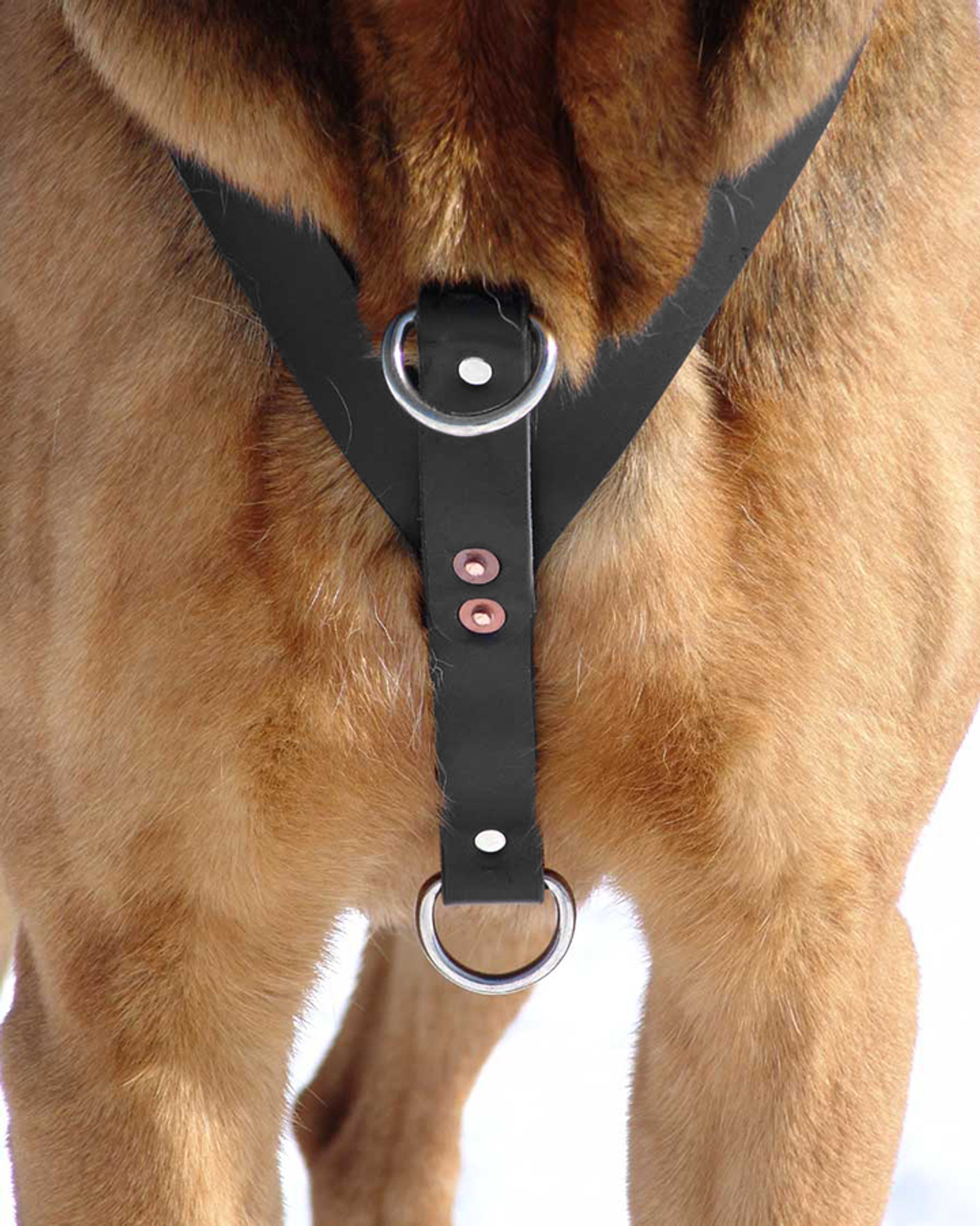 Get Leather Dog Tracking Harness