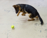 Using Squeaker Balls in Training