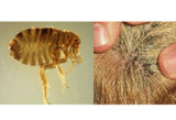 Fleas Need to Flee from your Dog
