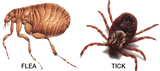 Flea & Tick Treatments