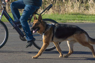 Biking with your Dog