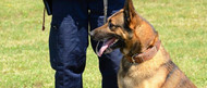 5 Things To Know About Police K9 Training