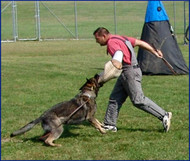 Schutzhund Training Guide 101: Where to Start and What to Expect