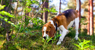 Scent Training For Dogs: Enhancing Canine Detection Skills Guide