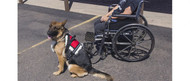 Wheelchair Training for Dogs – Part 2