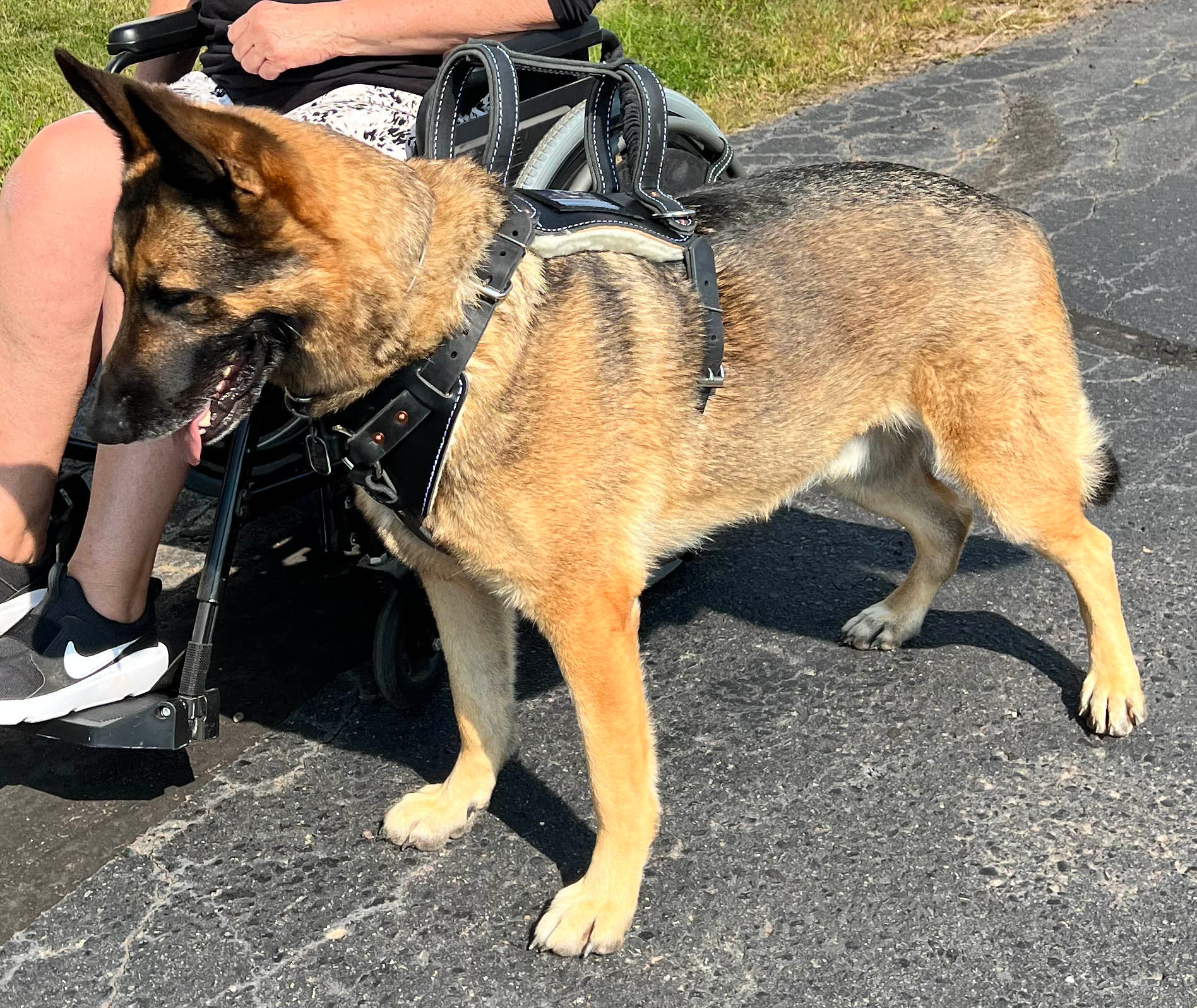 ActiveDogs Leather Service Dog Mobility Harness w/ ID Card Window