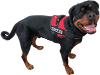 serivce dog in vest