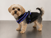 ActiveDogs harness for walking and training