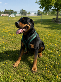No pull dog harness for jogging and exercise