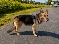 Fleece padded nylon dog harness