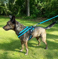 Secure padded nylon harness for dogs