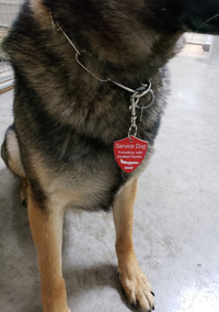 Engraved service dog travel tag