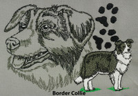 Border Collie
