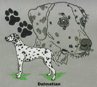 Dalmation