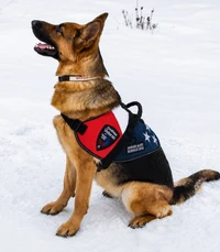 Disabled Veteran Service Dog Vest