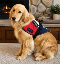 American Pride service dog vest with adjustable straps