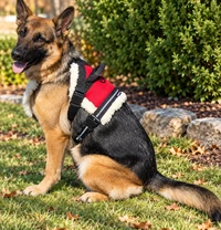 Service Dog wheelchair pulling harness