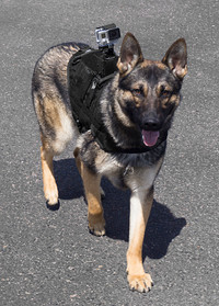 Raised action camera mount for tactical dog harness
