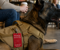 Aluminum service dog identification