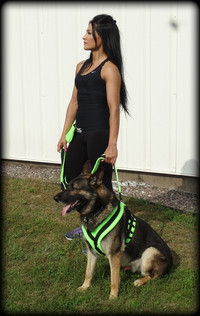 Secure no pull dog harness designed for all dog breeds