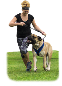 EEZWALKER Harness