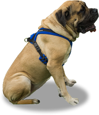 EEZWALKER Harness