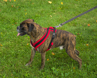 EEZWALKER Harness