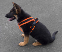 EEZWALKER Harness