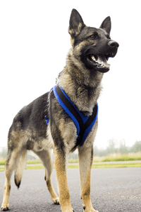 EEZWALKER Harness