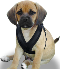 EEZWALKER Harness