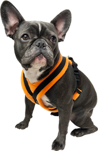 Comfortable no pull dog harness with top D-ring leash attachment