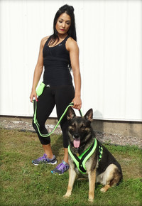 gentle leader dog harness