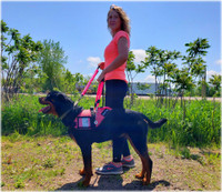 Lightweight summer service dog vest with dual D-rings for bridge handle