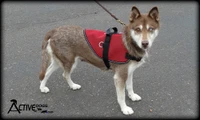 Mesh Service Dog harness with welded top D-ring