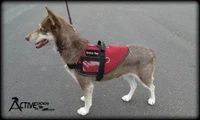 Summer Service Dog vest with reflective trim