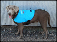 Service Dog Custom Do Not Distract Jacket/Vest