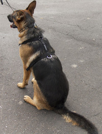 Nylon Tracking Dog Harness