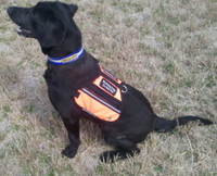 Service Dog Vest