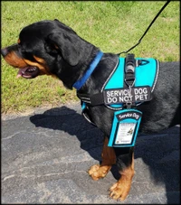 Service dog storage pouch with clear ID display pocket