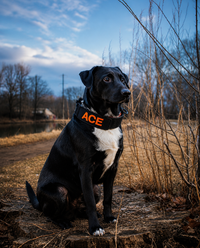 Custom Embroidered ID Patch Dog Collar