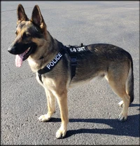 CaliberDog K9 tactical harness, velcro patches, y harness, military harness