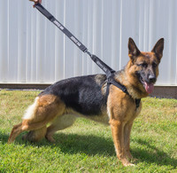 Step-in SD Harness & Leash