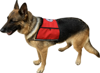 Custom Logo/Text Service Dog Starter Cape w/ Zipper Pockets