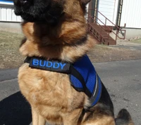 Personalized embroidered dog vest chest strap cover