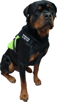 Spacer Mesh Service Dog Vest with shoulder patch locations